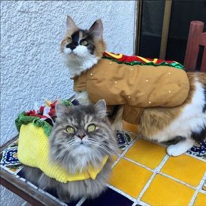 Hotdog costume in small